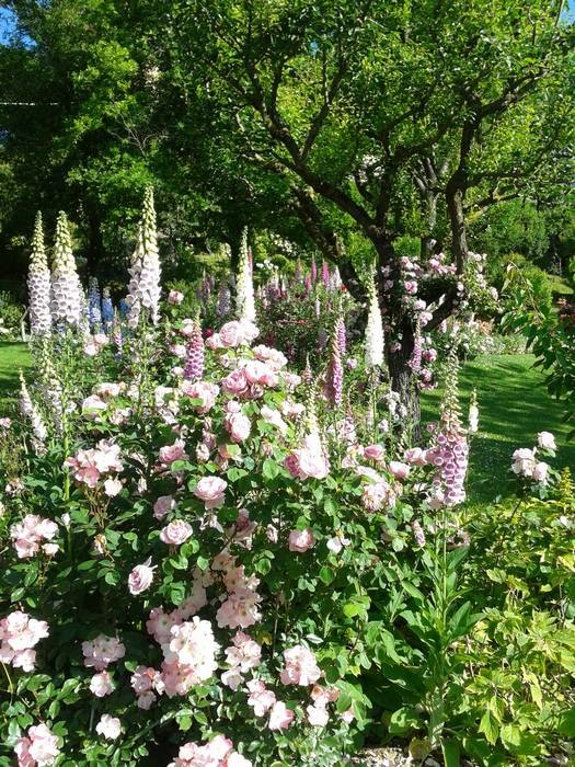 Frutteto/ Una bordura di rose e digitali nel Frutteto. In primo piano "Constance Spry", rosa profumatissima di David Austin