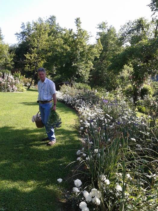 Il giardiniere Gianni Lucarelli di fronte alla bordura di iris blu e rose White Meidiland (Meilland), ottime da taglio, e Waterloo (Lens)