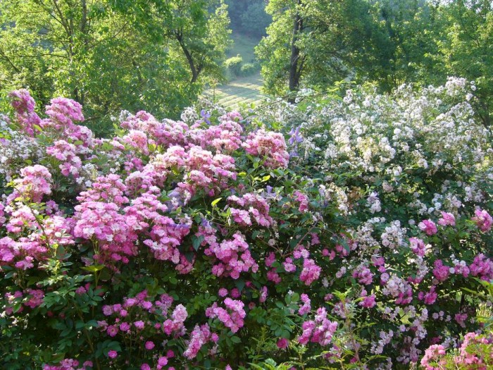 Le rose "Flora" e "Paul's Himalayan musk" sulla pergola del frutteto