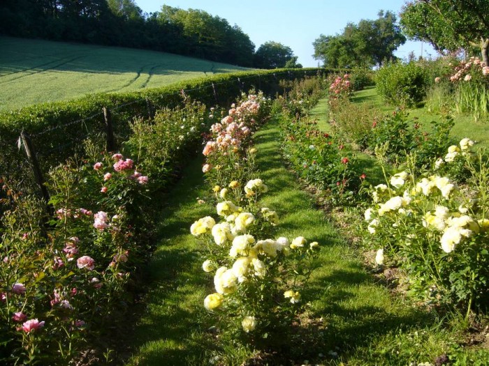 File di rose da taglio in fondo al Frutteto