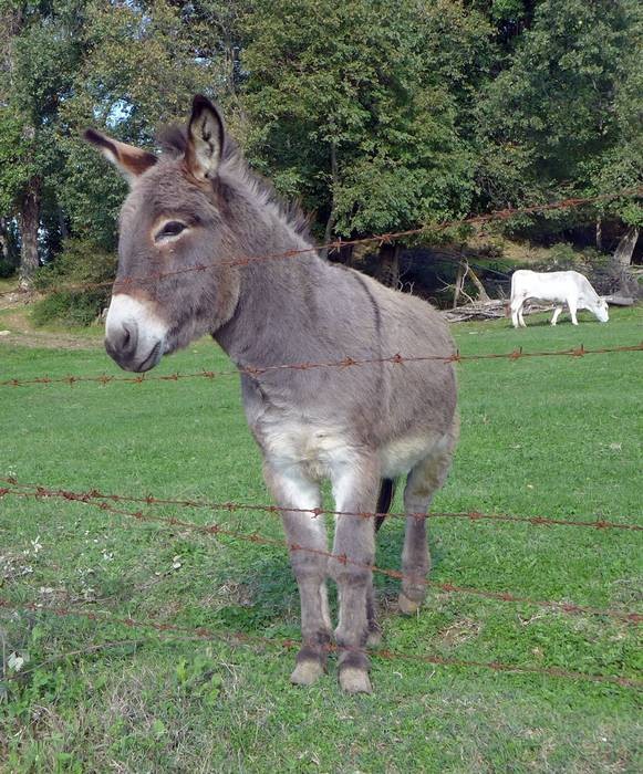 L'asinello Esterino