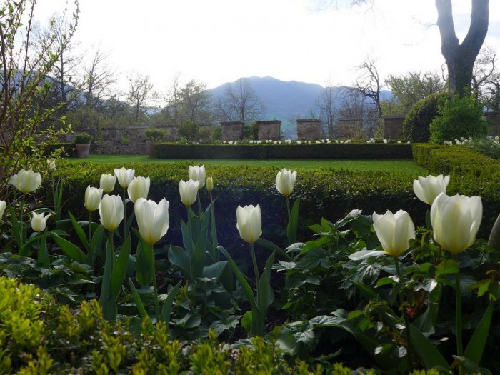 Fioritura di tulipani bianchi ad Aprile