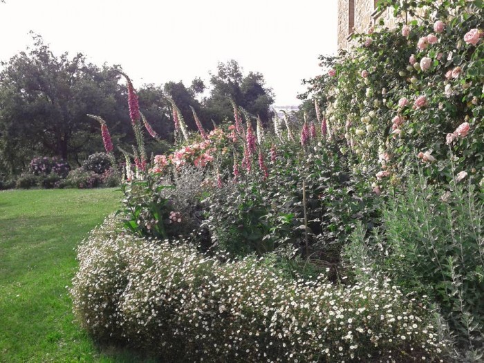 Grande aiola di rose e digitali bordata di erigeron karvinskianus