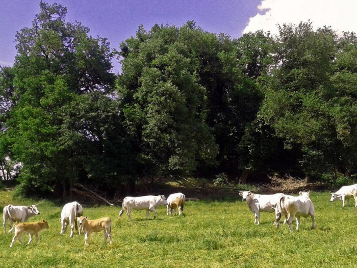 Vacche e vitelli al pascolo