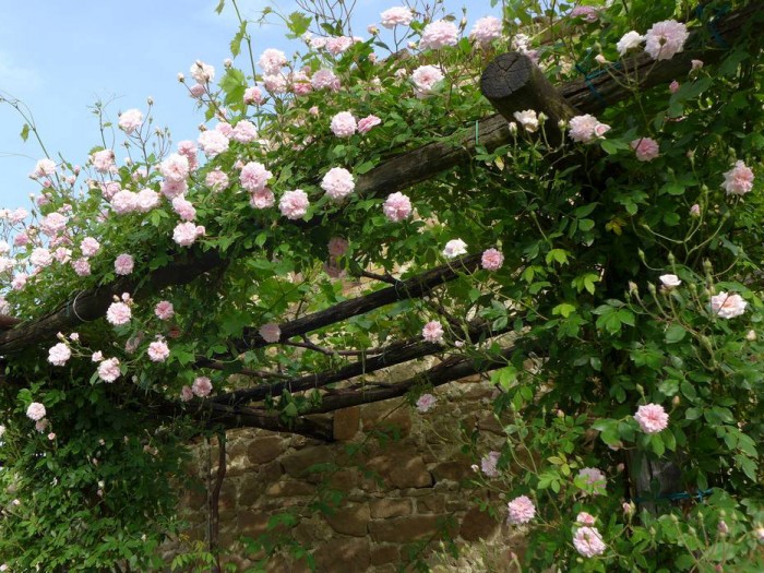 Una pergola di viti e rose "Cécile Brunner"