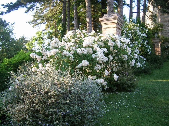 Un grande esemplare della rosa "Penelope" sul vialetto fiorito che porta al giardino