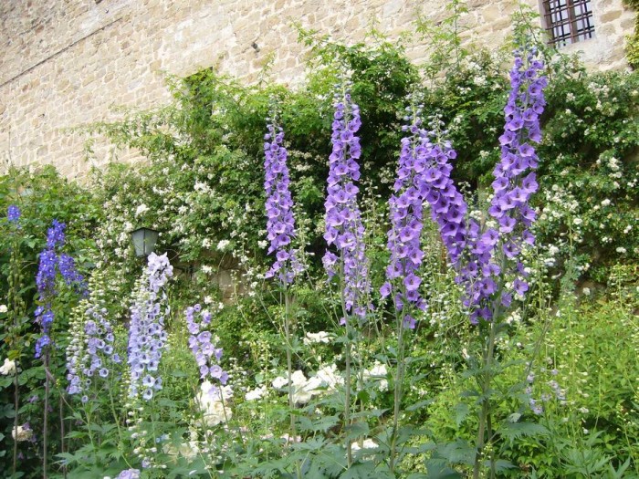 Fioritura di delphinium nei toni del blu