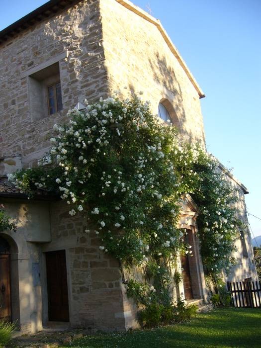 La chiesa di San Biagio avvolta dalle rose "Iceberg"