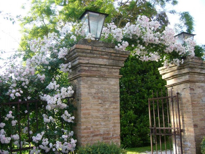 La rosa "Blush Noisette" sul cancello del giardino