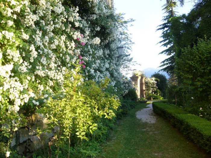 La rosa "Longicuspis" sul muro del castello