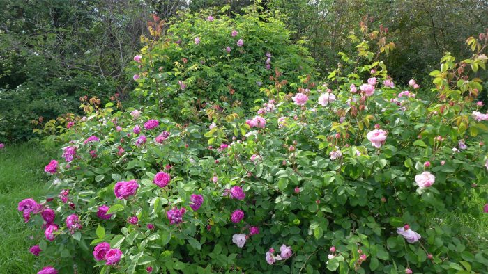 Cespugli di rose antiche